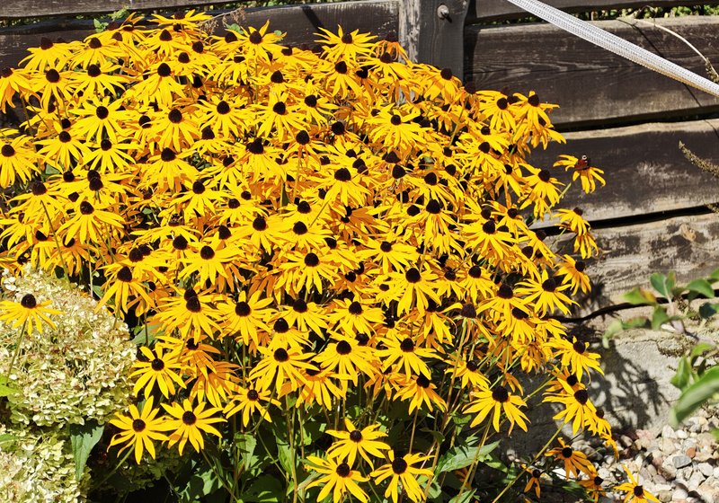 Żółte rudbekie na rabacie przy drewnianym ogrodzeniu
