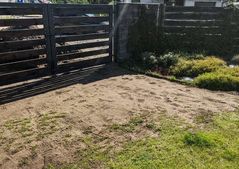 Pierwsze wschody trawy po siewie